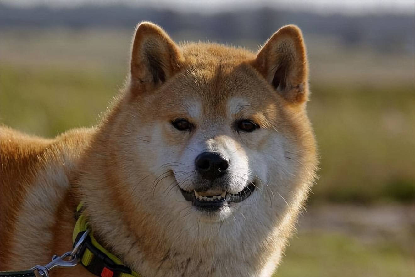 Shiba Inu 「SHIB」：为什么投资者现在积极选择这种骨头