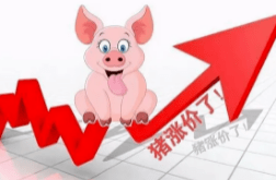 生猪期货再刷历史高点<strong></p>
<p>期货历史</strong>，猪价未来的走势如何？