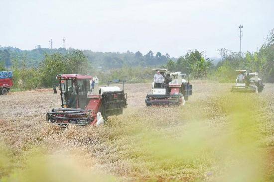 “麦”向好收成