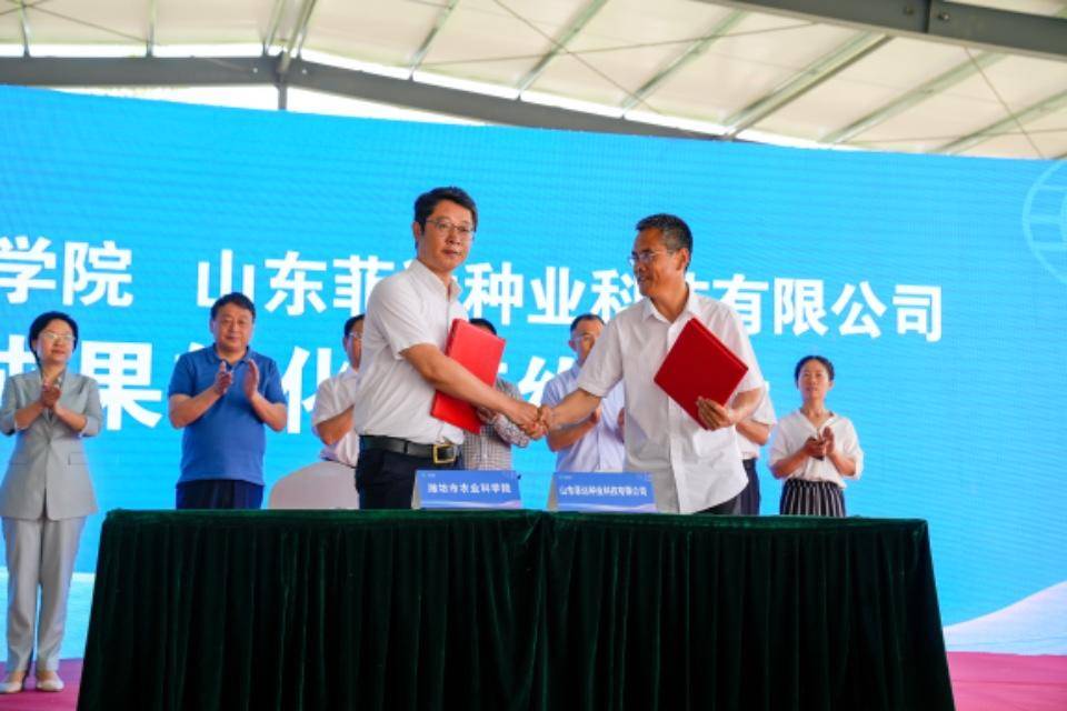 “芯”动未来“麦”向丰收<strong></p>
<p>麦麦理财</strong>，小麦新品种“潍麦13“亮相高密