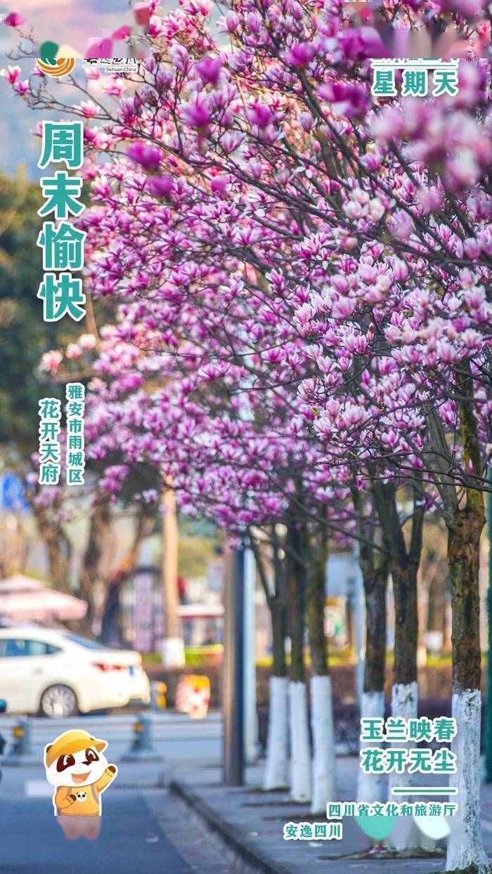 安逸四川日历海报|玉兰映春<strong></p>
<p>安逸花</strong>,花开无尘