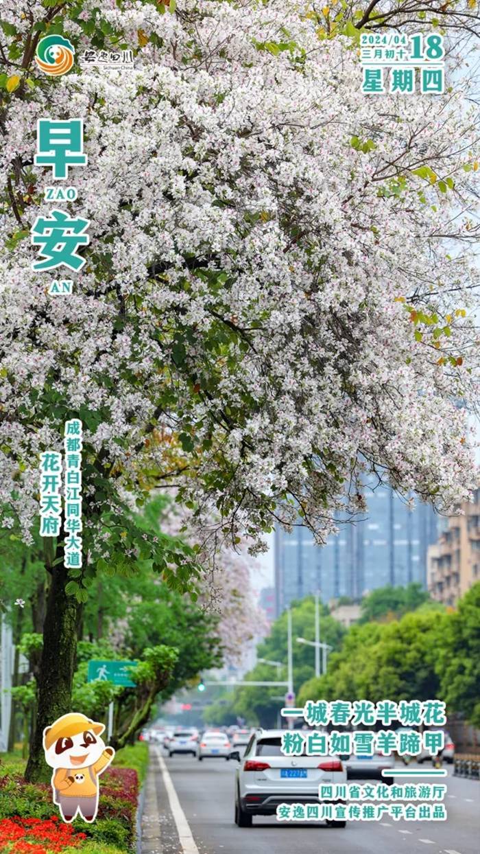 安逸四川日历海报｜一城春光半城花<strong></p>
<p>安逸花</strong>，粉白如雪羊蹄甲