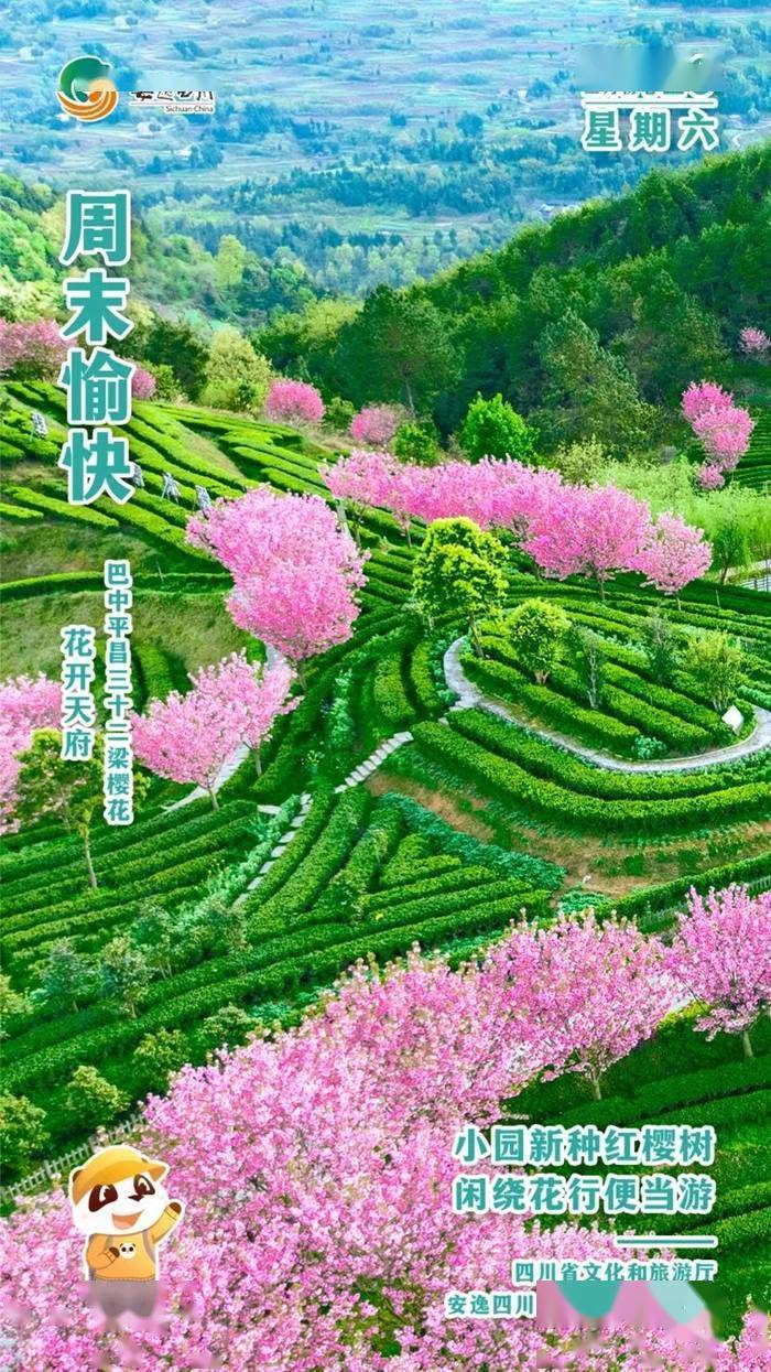 安逸四川日历海报｜​小园新种红樱树<strong></p>
<p>安逸花</strong>，闲绕花行便当游