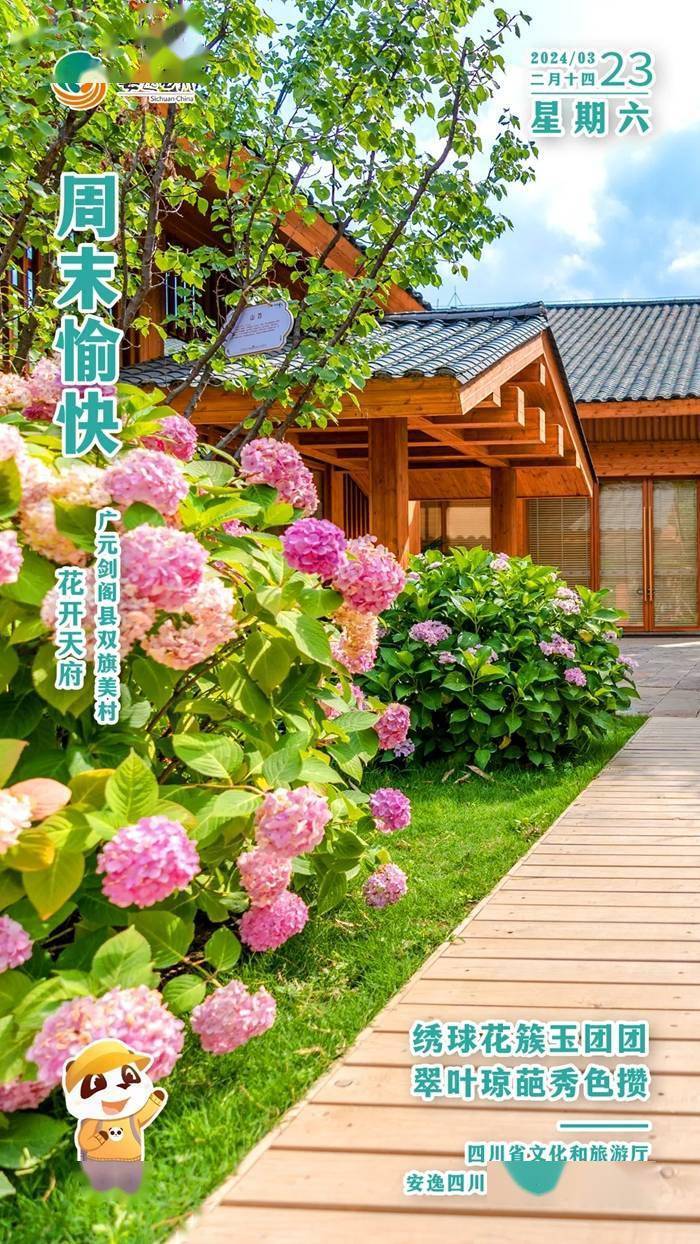 安逸四川日历海报｜绣球花簇玉团团<strong></p>
<p>安逸花</strong>，翠叶琼葩秀色攒