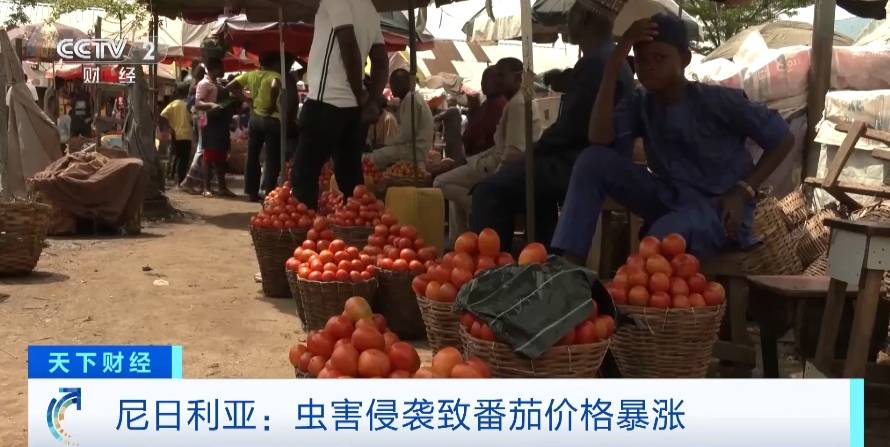 价格飙升20倍<strong></p>
<p>飙升币价格</strong>！虫害侵袭致尼日利亚番茄价格暴涨