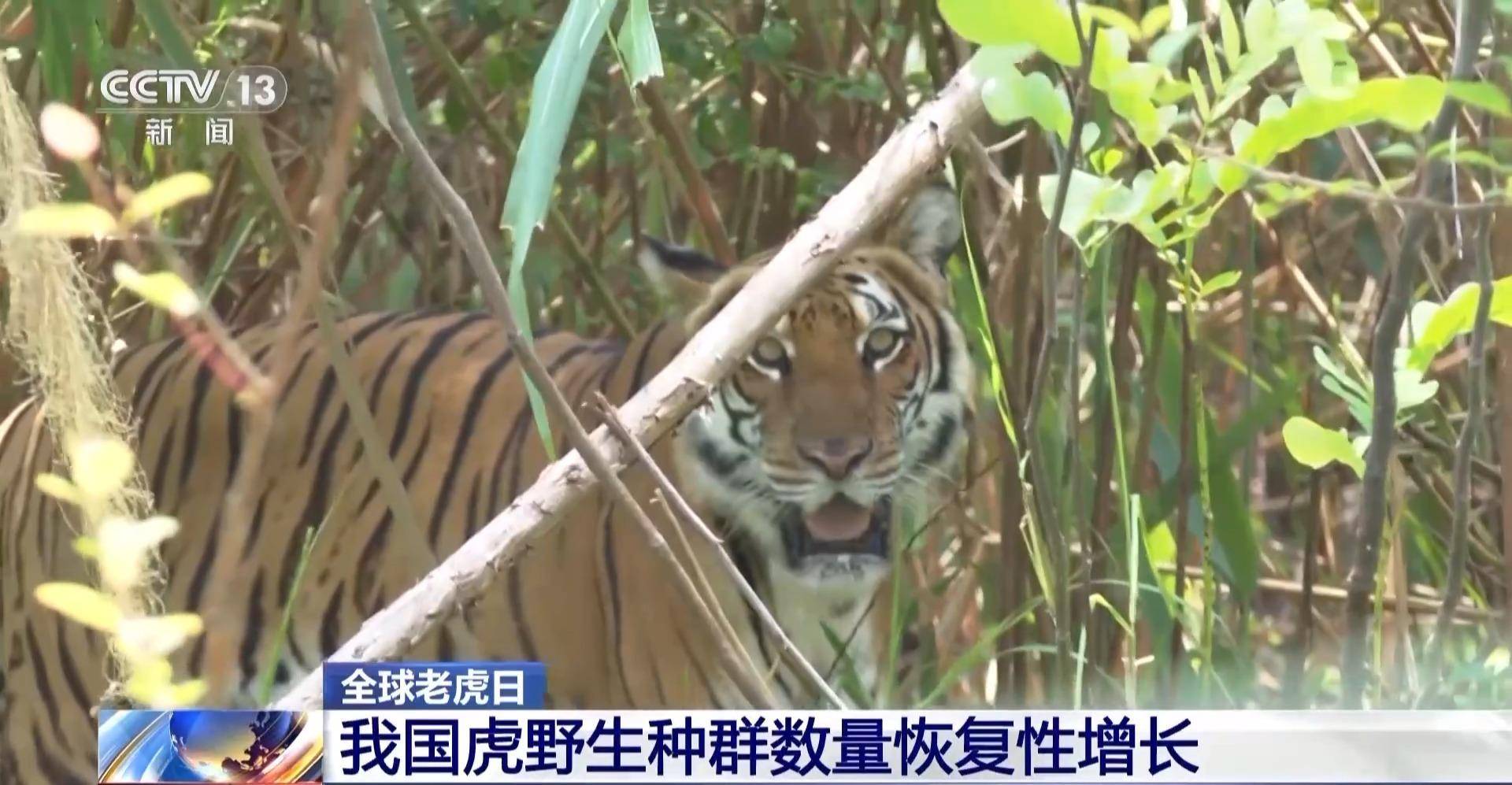 全球老虎日丨“护”虎生威 <strong></p>
<p>币虎全球</strong>我国老虎保护成效显著