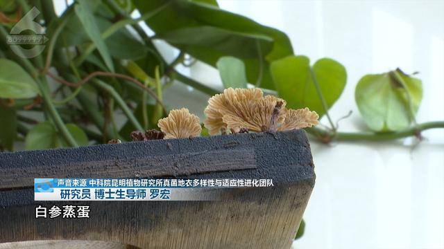 “可以蒸蛋”！昆明一女子家中搓衣板上长菌<strong></p>
<p>残破币兑换</strong>，品种竟是……