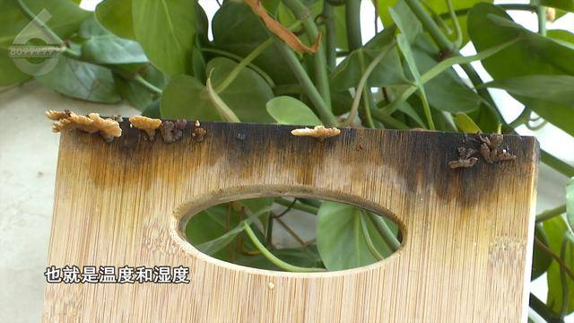 “可以蒸蛋”！昆明一女子家中搓衣板上长菌<strong></p>
<p>残破币兑换</strong>，品种竟是……