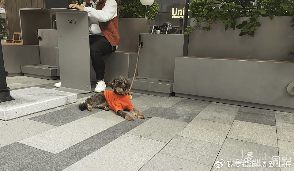 上海现“停狗处”太超前?记者实探:不止一处<strong></p>
<p>残破币兑换</strong>,有人点赞有人忧