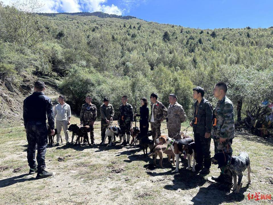 揭秘“野猪猎捕队”丨海拔3000米高山密林<strong></p>
<p>瑞郎币哪里购买</strong>，记者跟队直击猎捕野猪全过程