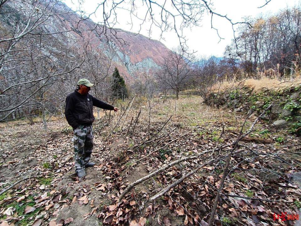 揭秘“野猪猎捕队”丨海拔3000米高山密林<strong></p>
<p>瑞郎币哪里购买</strong>，记者跟队直击猎捕野猪全过程