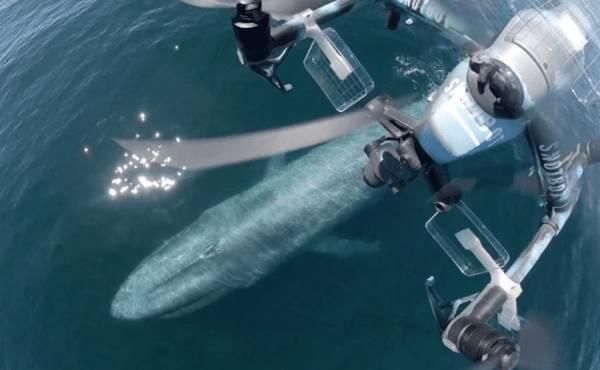 美国科学家震惊：封杀中国无人机<strong></p>
<p>币虎交易</strong>，“简直是疯了！”