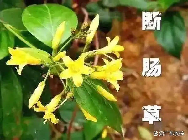 广东一老人买药材煲汤中毒身亡 当地：店铺误售断肠草<strong></p>
<p>币币交易技巧</strong>，老板被拘留