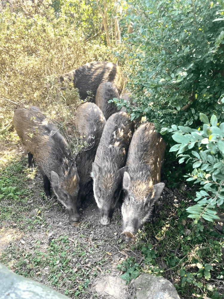 深圳梧桐山网红野猪下崽？市民拍到“一家人整整齐齐”<strong></p>
<p>2018币圈</strong>，管理处：天天都有人投喂