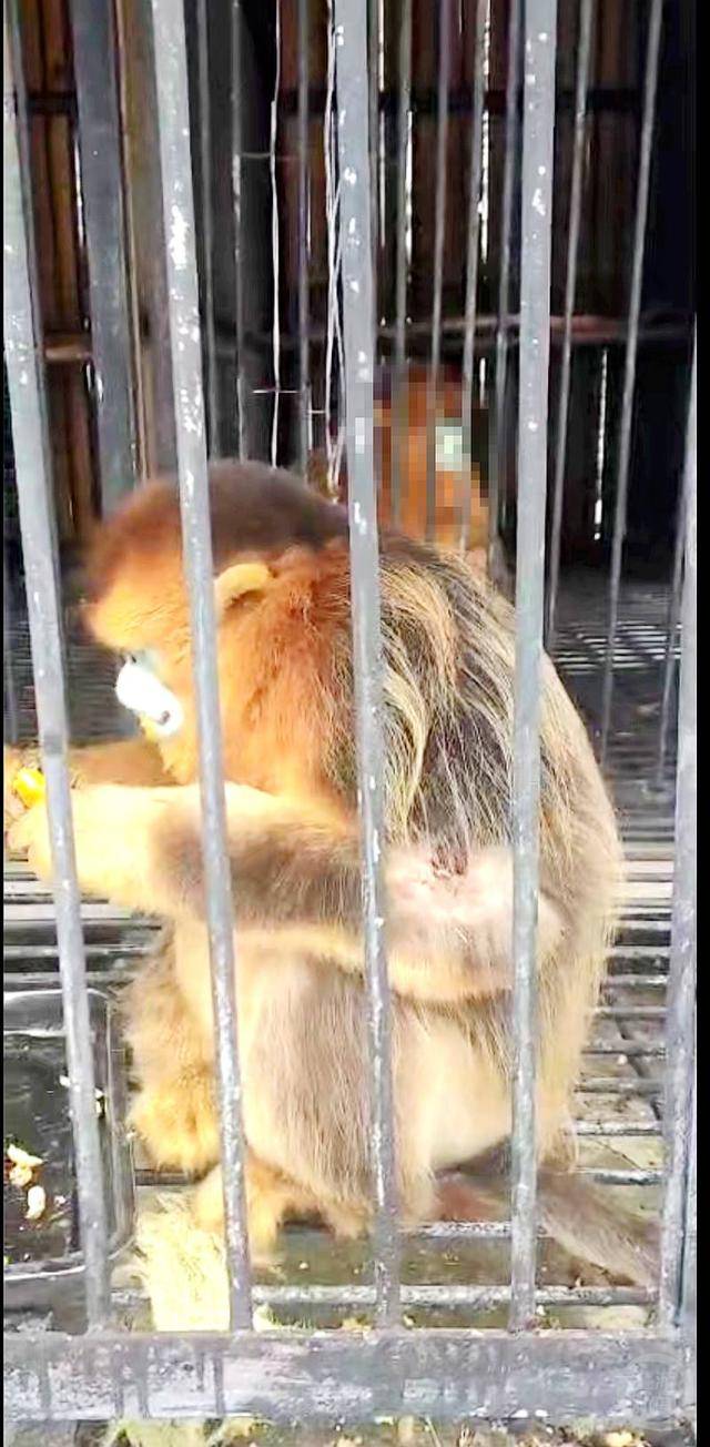 神农架受伤金丝猴蹲路边向人类求助？救护站：已救治<strong></p>
<p>链币世界</strong>，基本恢复健康