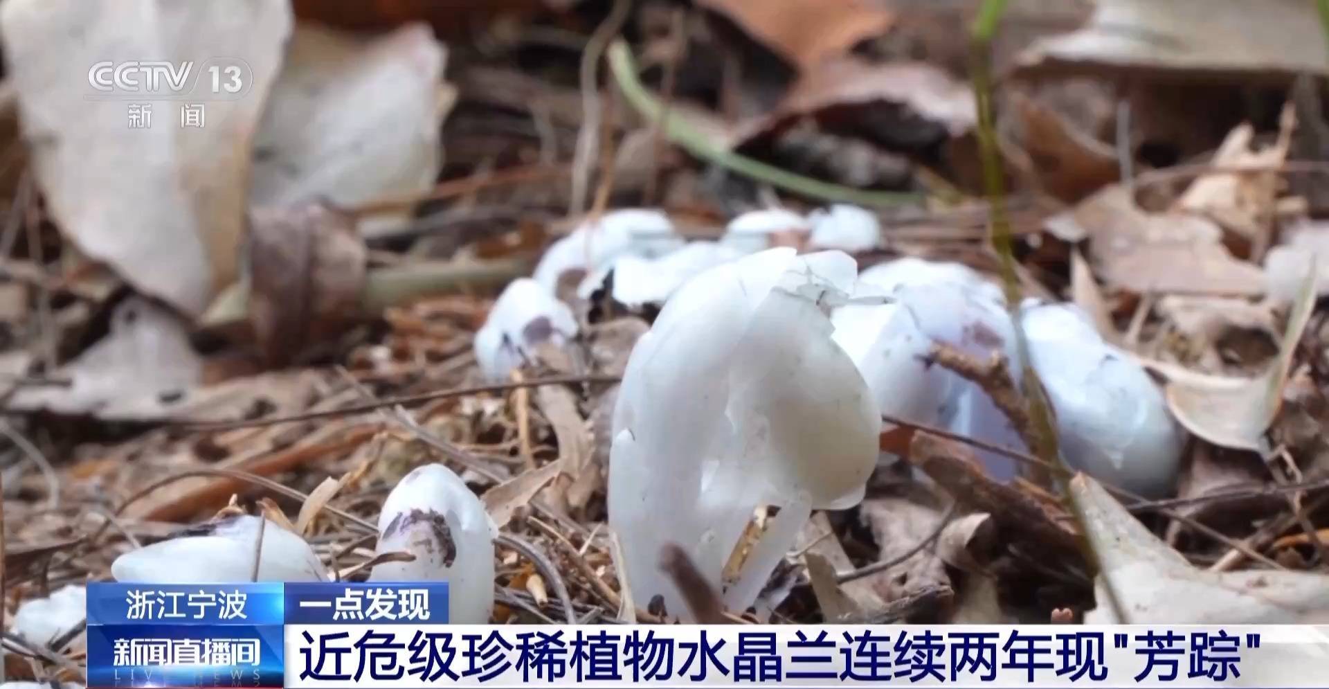 连续两年现身<strong></p>
<p>大学生炒币</strong>!宁波大堰镇再现近危级珍稀植物水晶兰