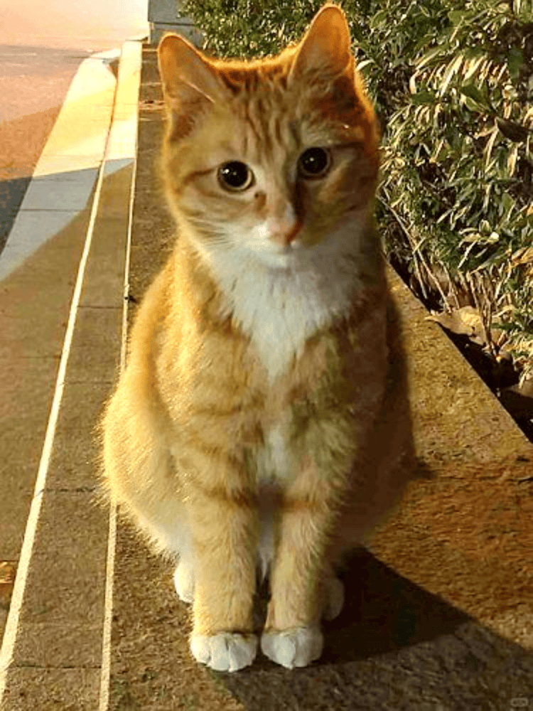 南京大学校庆日“校猫”被钢珠打碎头骨？校保卫处：看了一夜监控<strong></p>
<p>红币网</strong>，暂未锁定嫌疑人