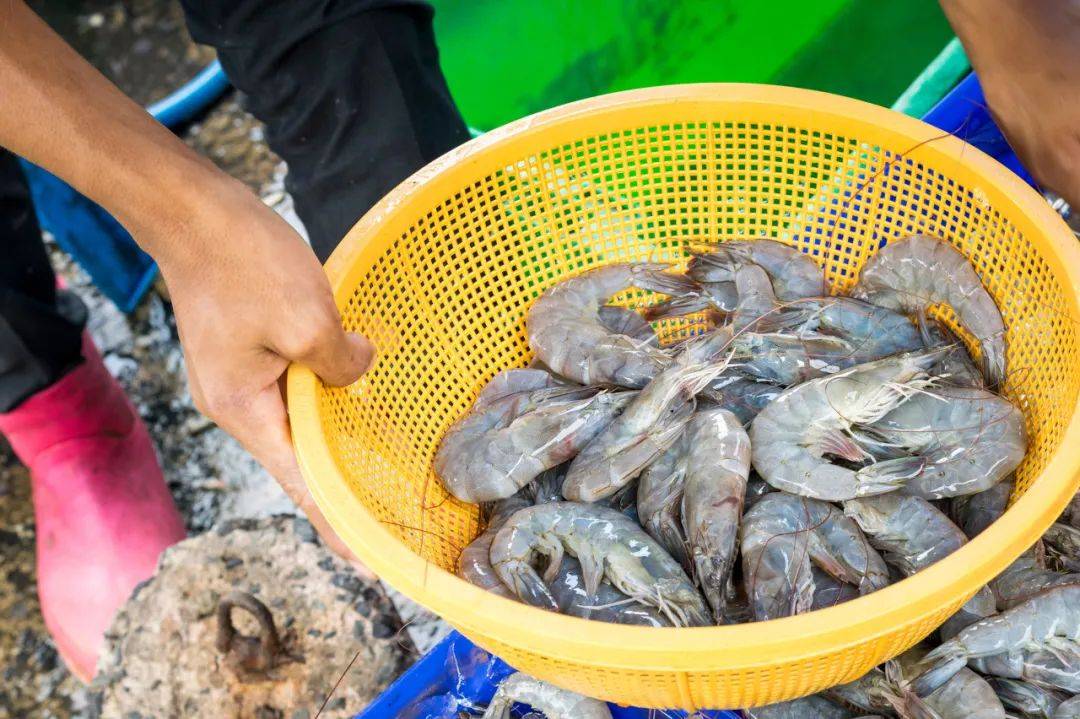 养殖虾都是吃抗生素、激素长大的<strong></p>
<p>红币网</strong>，真的不建议吃？