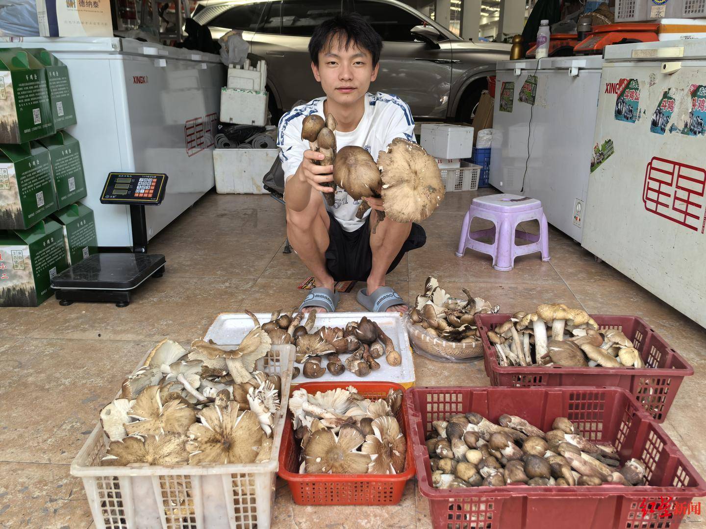 “天价”鸡枞调查：最贵卖到1800元/公斤！雨水少致产量低<strong></p>
<p>飞猪</strong>，多地价高客少