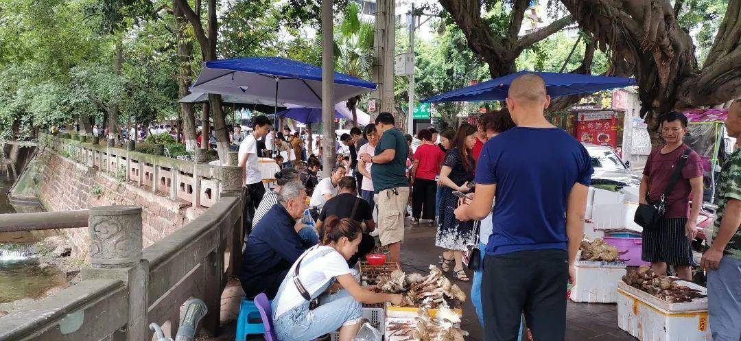 “天价”鸡枞调查：最贵卖到1800元/公斤！雨水少致产量低<strong></p>
<p>飞猪</strong>，多地价高客少