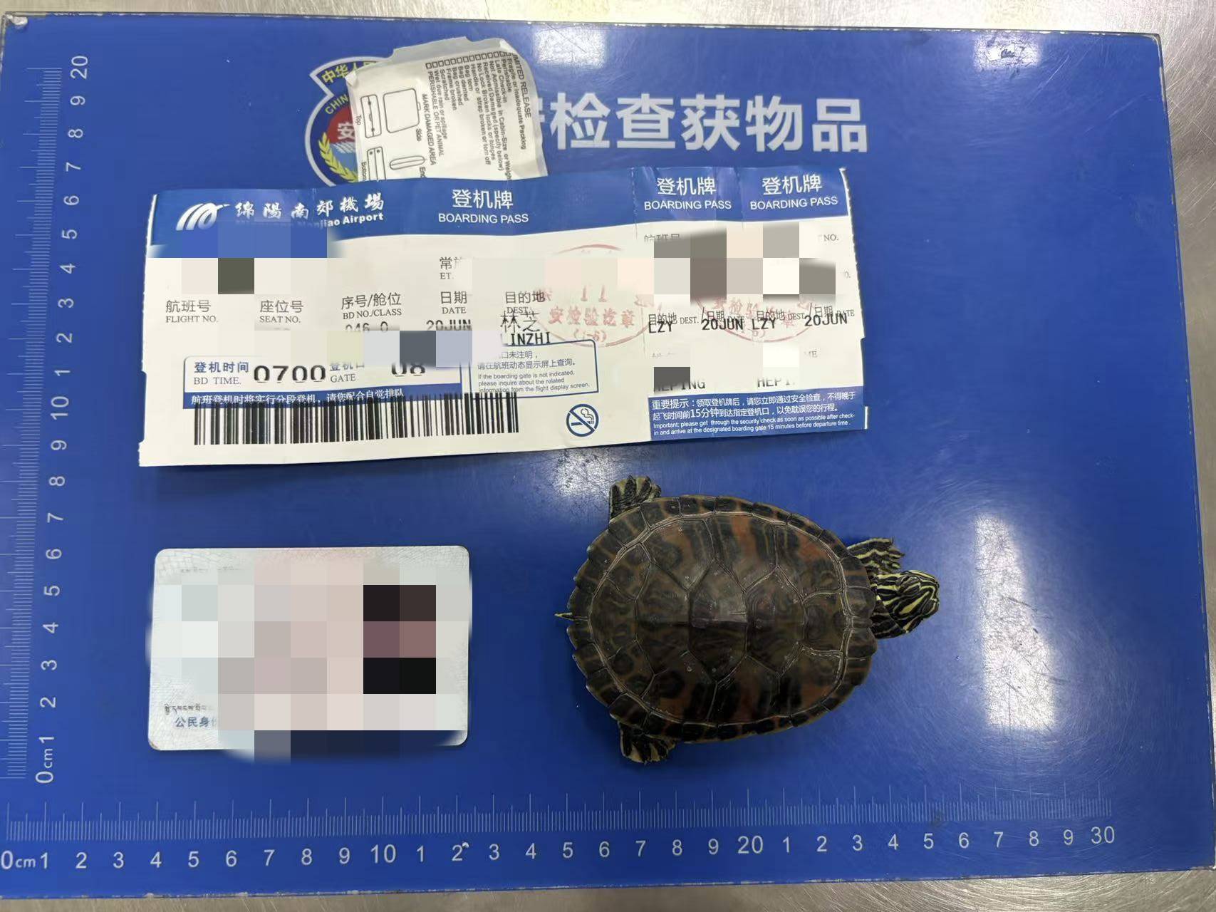 女子将宠物乌龟藏在蝴蝶结盘发内<strong></p>
<p>币圈吧</strong>，过安检乘飞机时被查 警方：批评教育