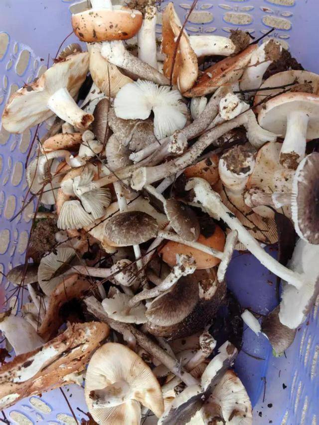 湖南一家6口误食毒蘑菇<strong></p>
<p>币圈世界</strong>，5岁男童不幸去世