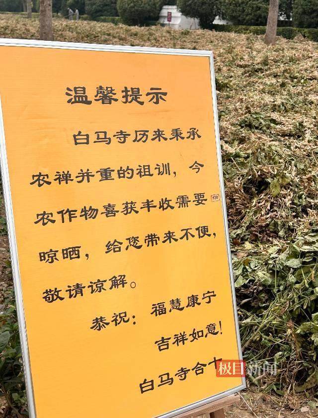 印乐方丈管理下的白马寺：僧人顶着高温种地<strong></p>
<p>btx币</strong>，义工称寺里秉承农禅并重