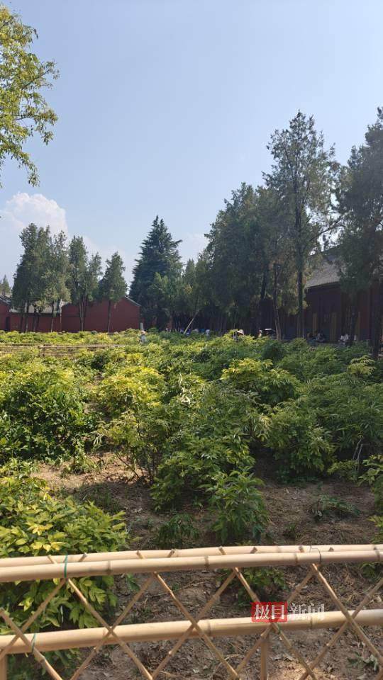 印乐方丈管理下的白马寺：僧人顶着高温种地<strong></p>
<p>btx币</strong>，义工称寺里秉承农禅并重