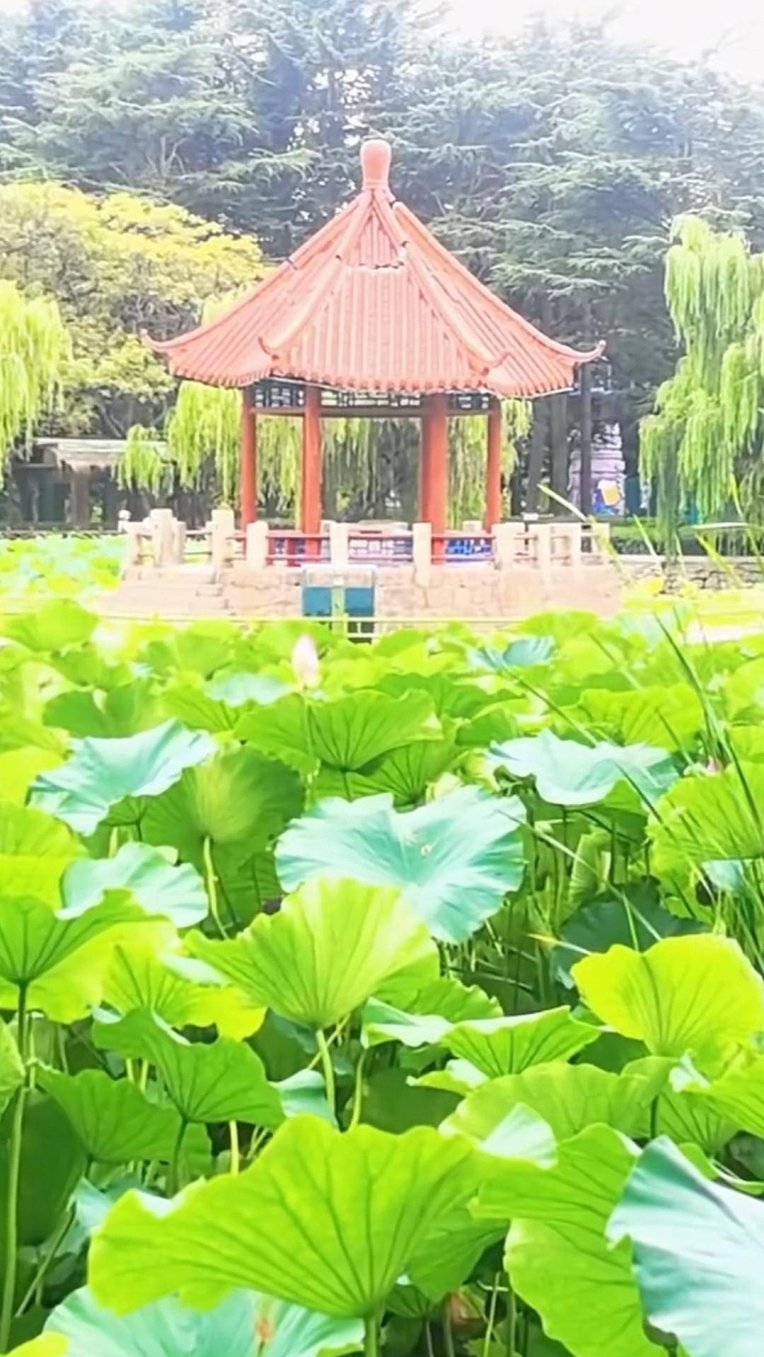 青岛中山公园一凉亭突然倒塌：一年前刚完成修缮<strong></p>
<p>网络币还能交易</strong>，园方称无伤亡原因待查