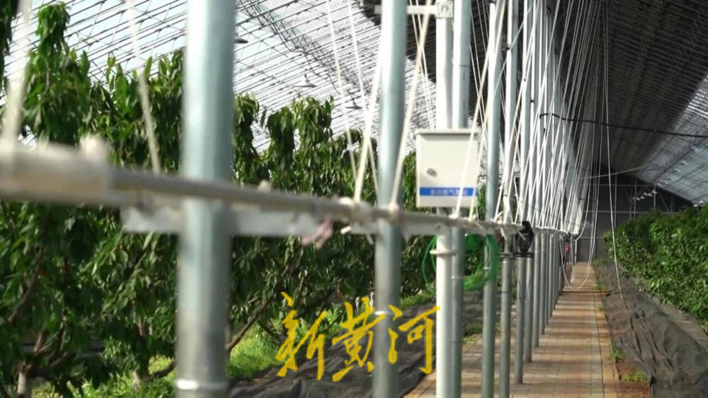 潍坊临朐：30.77 亿元<strong></p>
<p>帮呗币价格</strong>！“红玛瑙”大樱桃何以成乡村振兴“甜蜜引擎”