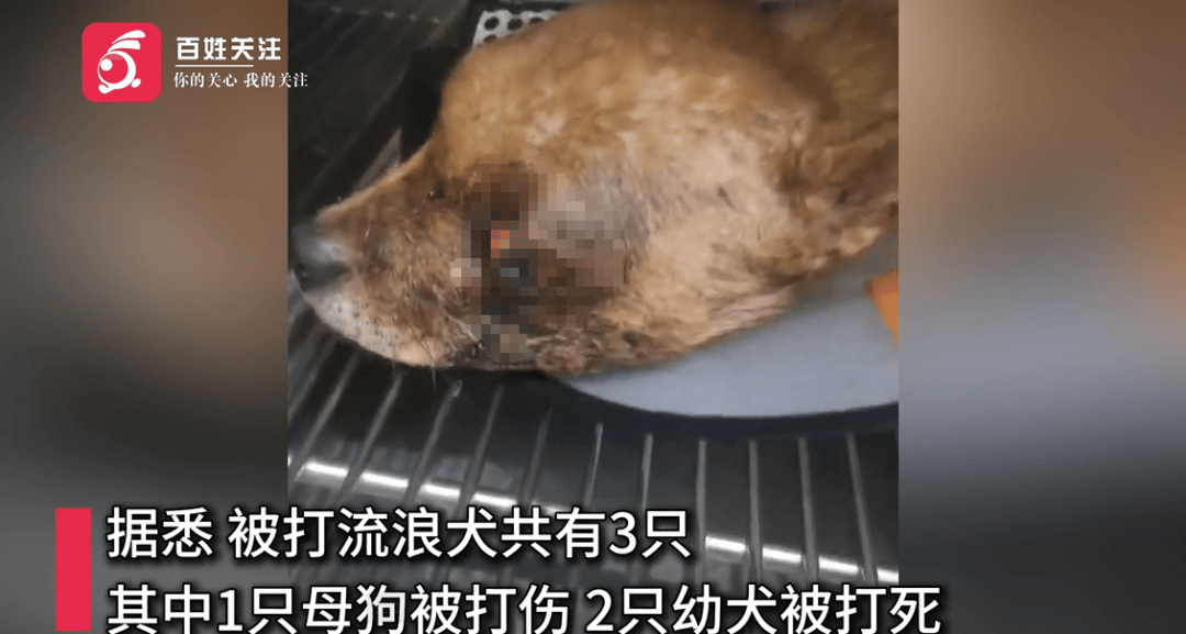 保安称“经常咬人”打死流浪犬<strong></p>
<p>晋商币</strong>，居民上门讨说法：这个门卫穷凶极恶