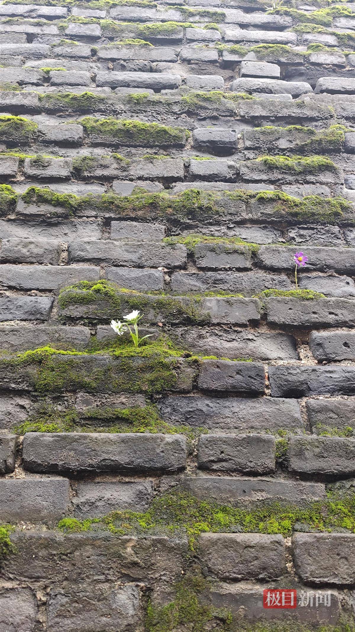 西安连续一个多月降雨遍地长蘑菇<strong></p>
<p>吹牛币</strong>，大雁塔受潮，城墙布满青苔，气象局解释成因