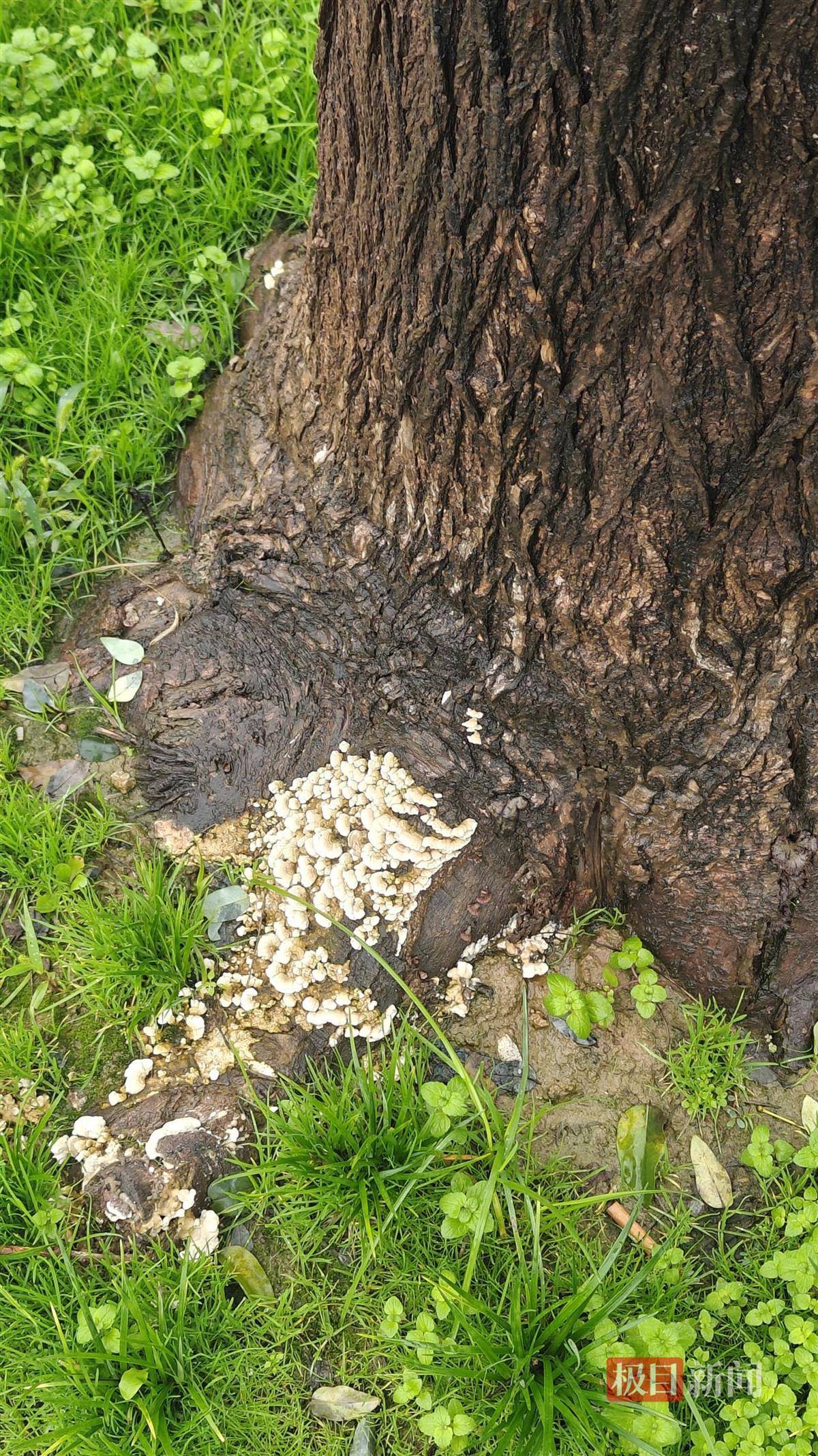 西安连续一个多月降雨遍地长蘑菇<strong></p>
<p>吹牛币</strong>，大雁塔受潮，城墙布满青苔，气象局解释成因