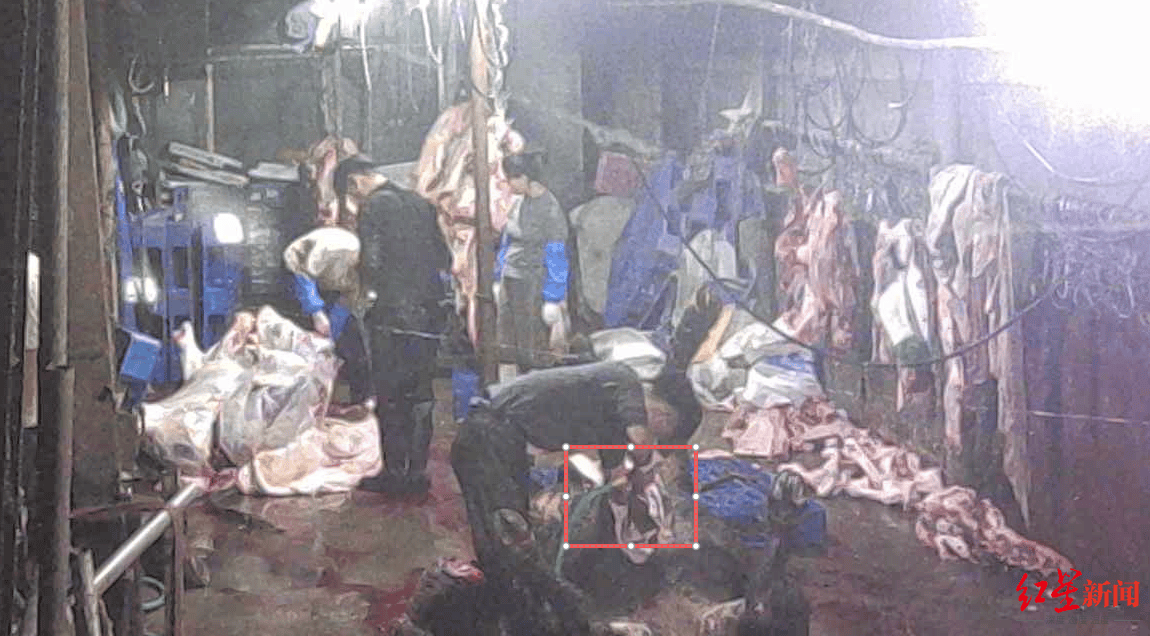 注水牛肉调查：屠宰场藏身农家院<strong></p>
<p>国币网</strong>，深夜切开牛胸注水数分钟，牛肉连夜送批发市场