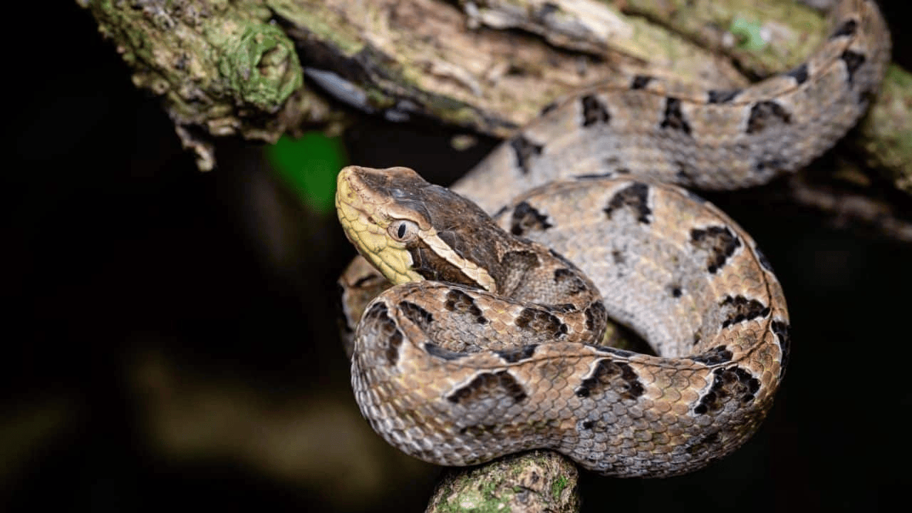 泰国女子在ATM机取钱<strong></p>
<p>源币网</strong>,取款口突然窜出一条蛇