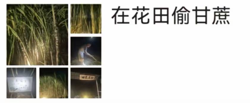 浙江一“可偷甘蔗地”成打卡点<strong></p>
<p>源币网</strong>，上百网友深夜体验，80后“地主”：已收偷款6千元