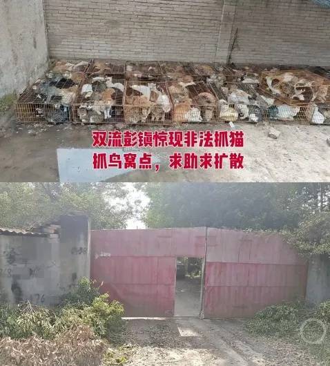 “成都一空置房非法囤猫”?官方通报:共发现被困小猫102只<strong></p>
<p>炒币专业术语</strong>,未发现虐猫行为