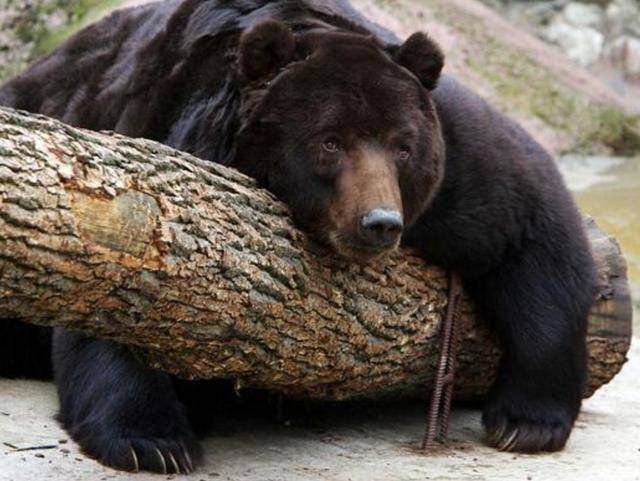 出重拳治“熊害”<strong></p>
<p>币圈一天</strong>,日本将允许防暴警察射杀熊