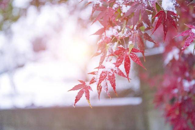 百年难遇“早立冬”来了<strong></p>
<p>币圈一天</strong>!有啥讲究?早看早准备!