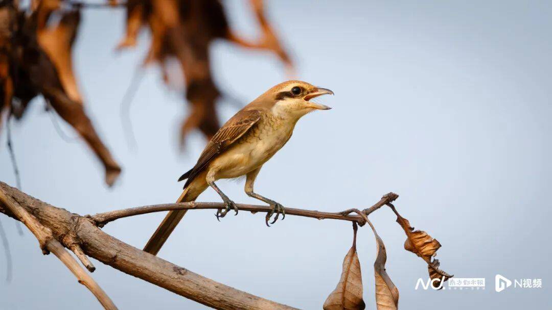 东莞最新发布:将严厉打击这些行为<strong></p>
<p>币圈一天</strong>!
