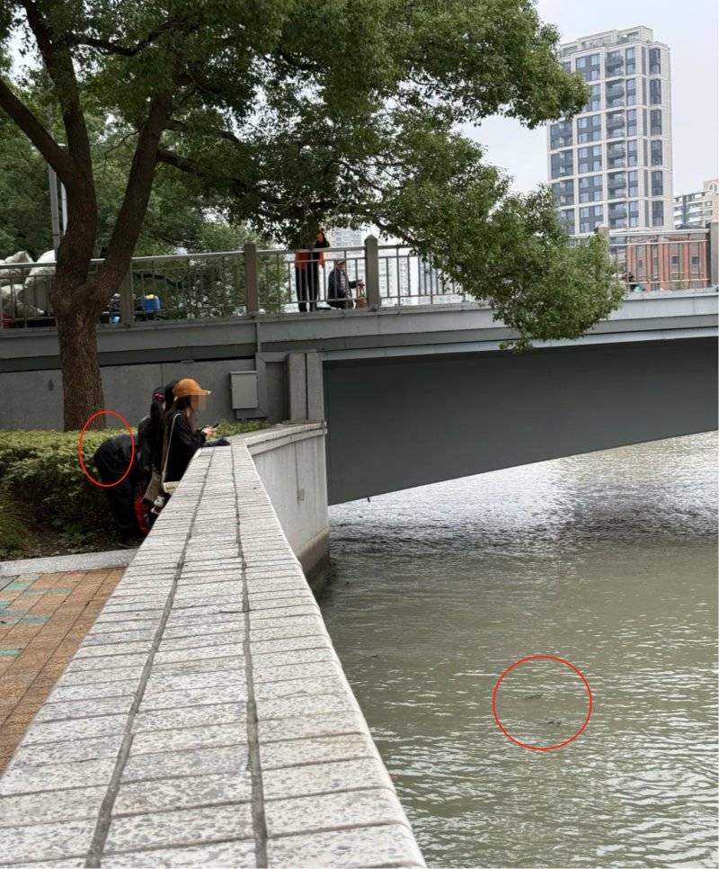 上海苏州河有人放生牛蛙?当地回应:严禁放生外来物种<strong></p>
<p>炒币工具</strong>,市民可提供相关线索