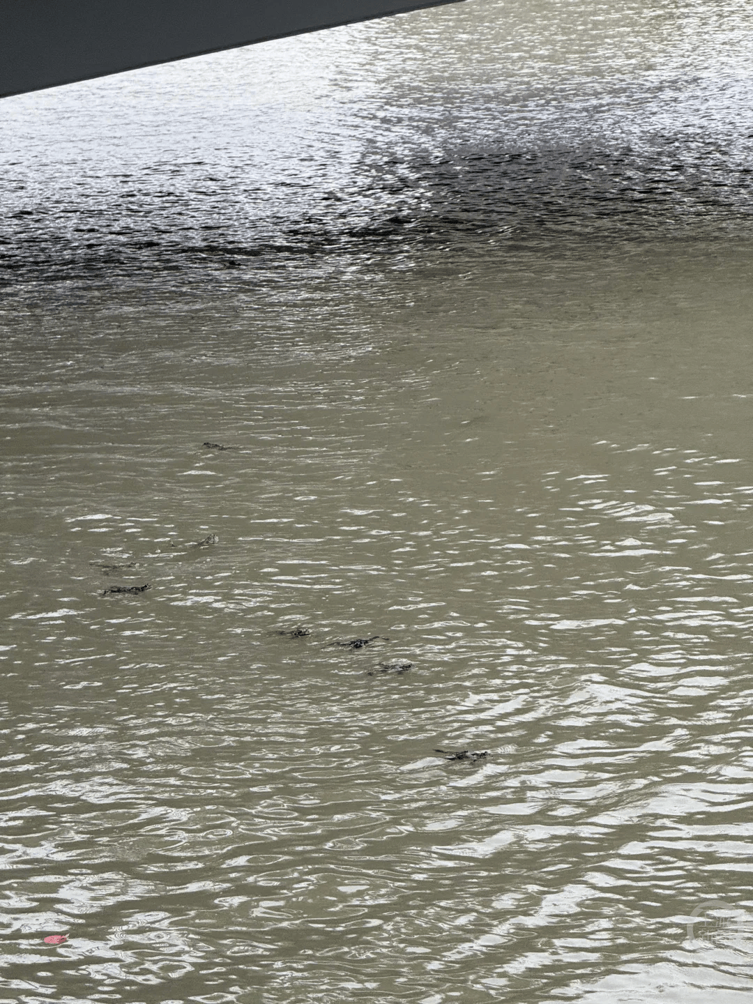 上海苏州河有人放生牛蛙?当地回应:严禁放生外来物种<strong></p>
<p>炒币工具</strong>,市民可提供相关线索