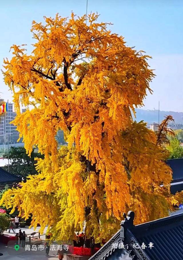 错过等一年!青岛1600岁“银杏王”满树金黄<strong></p>
<p>长江期币网</strong>,打卡的人“鼓”了