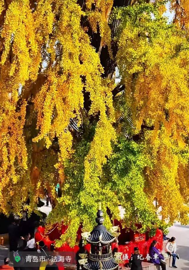 错过等一年!青岛1600岁“银杏王”满树金黄<strong></p>
<p>长江期币网</strong>,打卡的人“鼓”了
