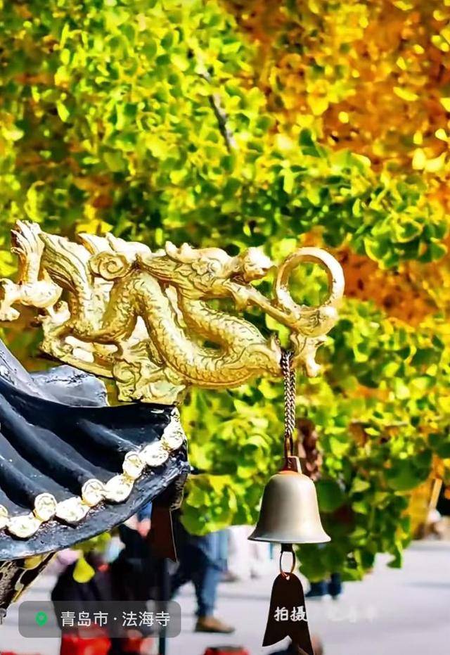 错过等一年!青岛1600岁“银杏王”满树金黄<strong></p>
<p>长江期币网</strong>,打卡的人“鼓”了