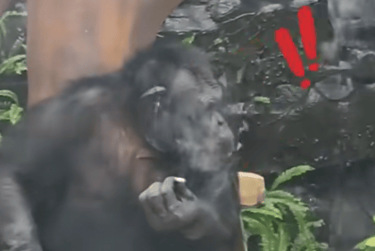 大猩猩抽烟手法娴熟?广西南宁动物园:从小在领养家庭学会抽烟喝酒<strong></p>
<p>华夏评级币</strong>,会派人制止