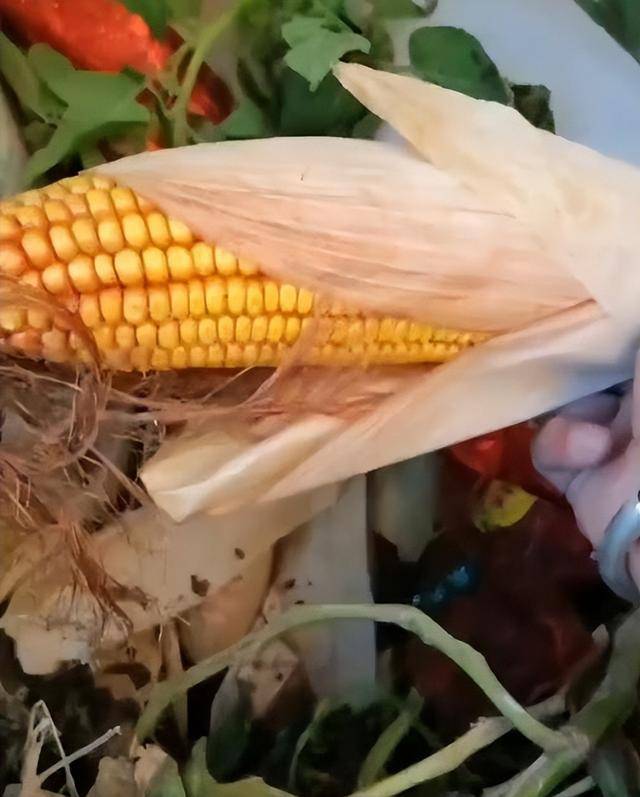 陕西一女子疑因拍亲姑姑偷玉米遭姑父棍杀<strong></p>
<p>知乎币圈</strong>,邻居欲报警也遇害