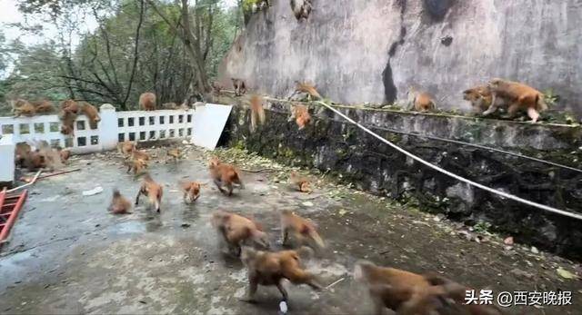 贵州一景区“下猴子雨”<strong></p>
<p>共链币</strong>，园方：正常情况