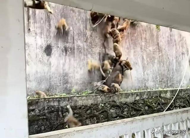 贵州一景区“下猴子雨”<strong></p>
<p>共链币</strong>，园方：正常情况