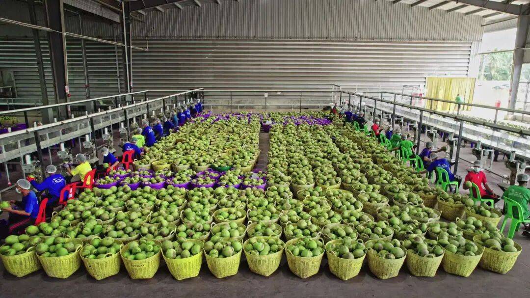 椰子水之外<strong></p>
<p>币圈营销</strong>,大公司争夺40亿元生椰市场